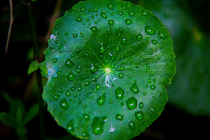 Centella Asiatica Extract